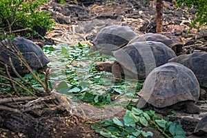 Galapagos Islands - August 23, 2017: Giant land Tortoises in the Darwin Research Center in Santa Cruz Island, Galapagos Islands,