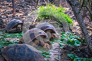 Galapagos Islands - August 23, 2017: Giant land Tortoises in the Darwin Research Center in Santa Cruz Island, Galapagos Islands,