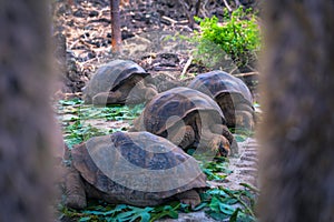 Galapagos Islands - August 23, 2017: Giant land Tortoises in the Darwin Research Center in Santa Cruz Island, Galapagos Islands,