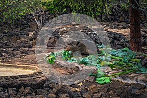 Galapagos Islands - August 23, 2017: Giant land Tortoises in the Darwin Research Center in Santa Cruz Island, Galapagos Islands,