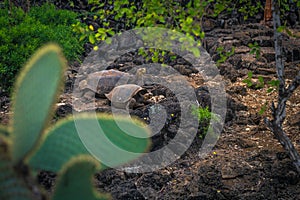 Galapagos Islands - August 23, 2017: Giant land Tortoises in the Darwin Research Center in Santa Cruz Island, Galapagos Islands,