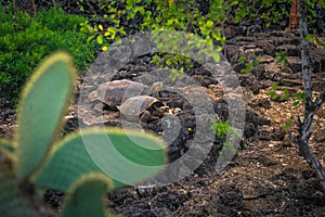 Galapagos Islands - August 23, 2017: Giant land Tortoises in the Darwin Research Center in Santa Cruz Island, Galapagos Islands,