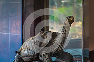 Galapagos Islands - August 23, 2017: Lonesone George in the Darwin Research center in Santa Cruz Island, Galapagos Islands,