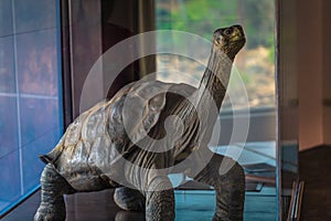 Galapagos Islands - August 23, 2017: Lonesone George in the Darwin Research center in Santa Cruz Island, Galapagos Islands,