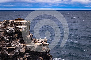 Galapagos Islands - August 24, 2017: Boobie birds at the coast of Plaza Sur island, Galapagos Islands, Ecuador