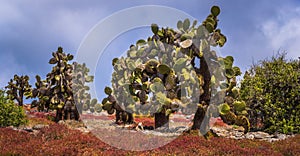 Galapagos Islands - August 24, 2017: Endemic cactus trees in Plaza Sur island, Galapagos Islands, Ecuador