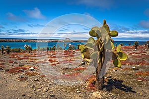 Galapagos Islands - August 24, 2017: Endemic cactuses in Plaza Sur island, Galapagos Islands, Ecuador