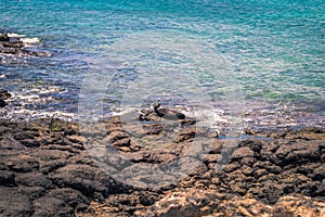 Galapagos Islands - August 24, 2017: Sealion in Plaza Sur island, Galapagos Islands, Ecuador