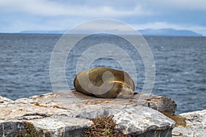 Galapagos Islands - August 24, 2017: Sealion sleeping in Plaza Sur island, Galapagos Islands, Ecuador