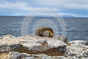 Galapagos Islands - August 24, 2017: Sealion sleeping in Plaza Sur island, Galapagos Islands, Ecuador