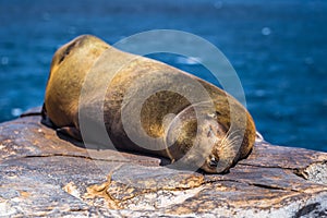 Galapagos Islands - August 24, 2017: Sealion sleeping in Plaza Sur island, Galapagos Islands, Ecuador