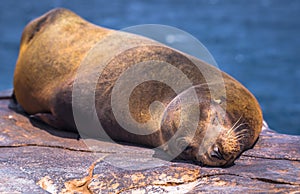 Galapagos Islands - August 24, 2017: Sealion sleeping in Plaza Sur island, Galapagos Islands, Ecuador