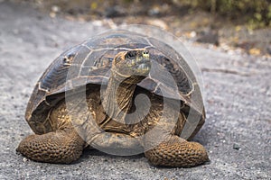 Galapagos Islands - August 25, 2017: Giant land Tortoise on the road in Isabela Galapagos Islands, Ecuador