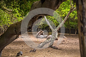 Galapagos Islands - August 25, 2017: Giant land tortoises in the Tortoise breeding center of Isabela Galapagos Islands, Ecuador