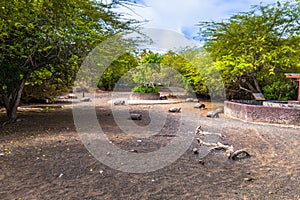 Galapagos Islands - August 25, 2017: Giant land tortoises in the Tortoise breeding center of Isabela Galapagos Islands, Ecuador