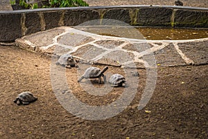 Galapagos Islands - August 25, 2017: Giant land tortoises in the Tortoise breeding center of Isabela Galapagos Islands, Ecuador