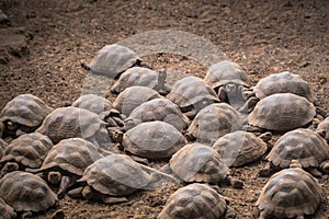 Galapagos Islands - August 25, 2017: Giant land tortoises in the Tortoise breeding center of Isabela Galapagos Islands, Ecuador