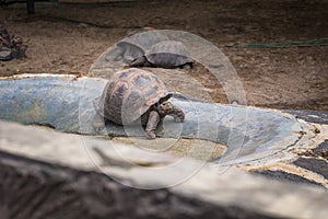 Galapagos Islands - August 25, 2017: Giant land tortoises in the Tortoise breeding center of Isabela Galapagos Islands, Ecuador