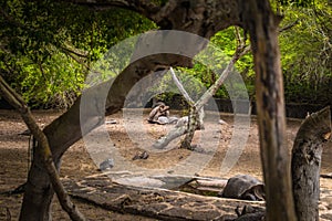 Galapagos Islands - August 25, 2017: Giant land tortoises in the Tortoise breeding center of Isabela Galapagos Islands, Ecuador