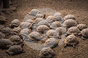 Galapagos Islands - August 25, 2017: Giant land tortoises in the Tortoise breeding center of Isabela Galapagos Islands, Ecuador