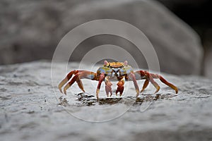 Galapagos Islands Crab photo