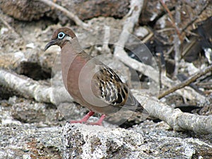 Galapogos Dove with red feet, pinkish brown plumaged speckled wings.