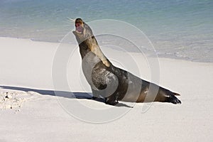 Galapagos Islands - Galapagos Sea Lion