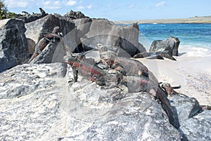 Galapagos islands marine igauna