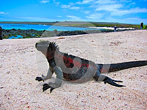 Galapagos Islands Marine Iguana