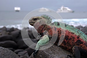 Galapagos Islands Marine Iguana basking on volcanic rocks.