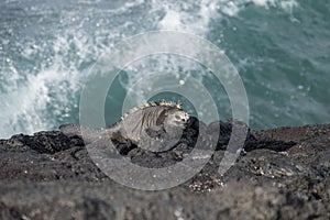 Galapagos Islands marine iguana on rocks 2