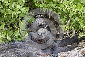 Galapagos Islands marine iguanas