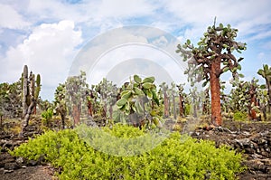 Galapagos Islands primeval landscape with Giant opuntia, Santa Cruz Island, Ecuador