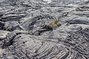 Galapagos Islands volcanic rock formations with cacti