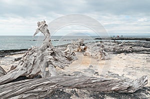 Galapagos islands - weathered tree trunk