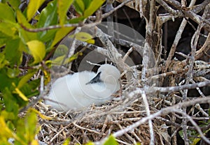 Galapagos Islands Wildlife with Masked Boobie Birds