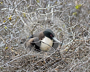 Galapagos Islands Wildlife with Rare Birds