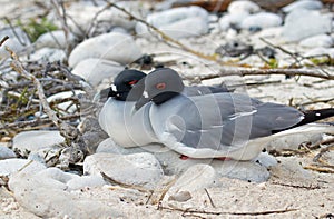 Galapagos Islands Wildlife with Rare Birds