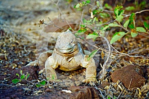 Galapagos Land Iguana