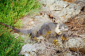 Galapagos Land Iguana