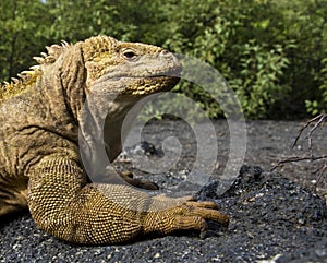 Galapagos Land Iguana