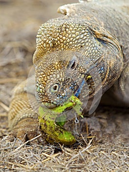 Galapagos land iguana
