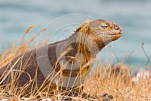 Galapagos land iguana photo