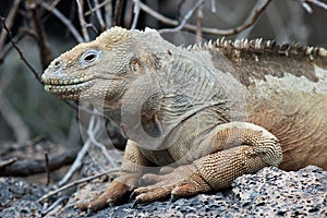 Galapagos Land Iguana