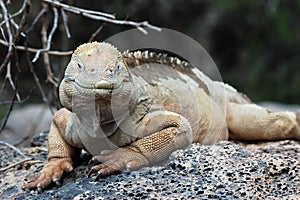 Galapagos Land Iguana