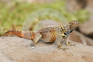 Galapagos Land Iguana basking on a rock