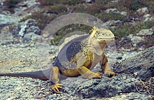 galapagos land iguana, conolophus