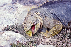 galapagos land iguana, conolophus