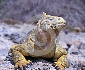 galapagos land iguana, conolophus