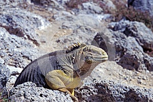 galapagos land iguana, conolophus